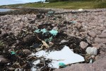 Achduart litter in seaweed
